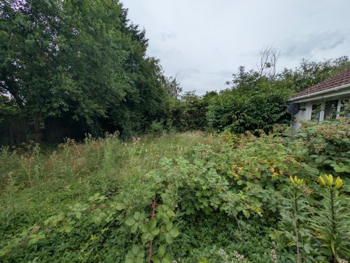 Overgrown garden with self seeded trees in Suffolk