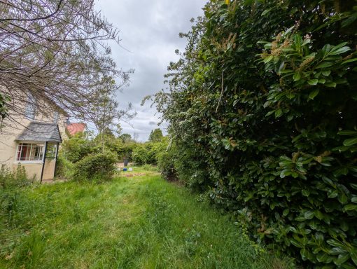 Rowan Tree to be removed and large Laurel hedge to be reduced