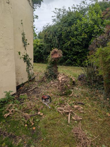 The Ivy overgrown tree after being stripped and half way through being cut down