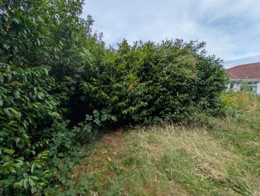 Large overgrown Laurel trees to be reduced to customer specification