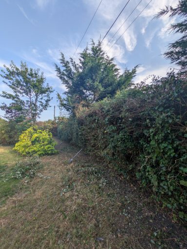 Large and overgrown hedge slowly being brought under control