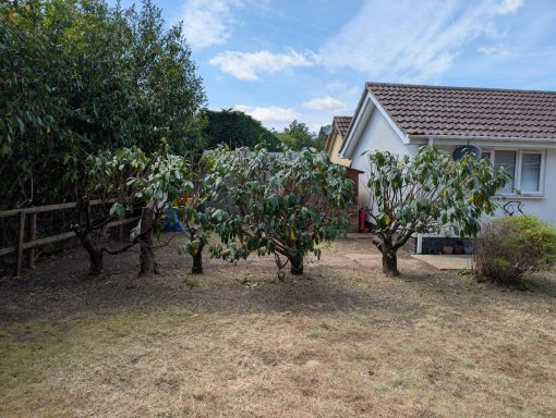 Side on view of heavily reduced Laurel trees in Haughley