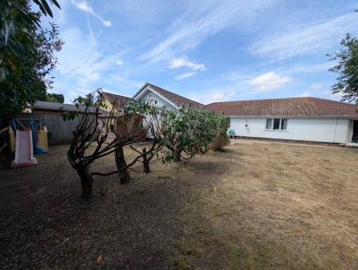 Heavily reduced laurel trees cut to customers specifications