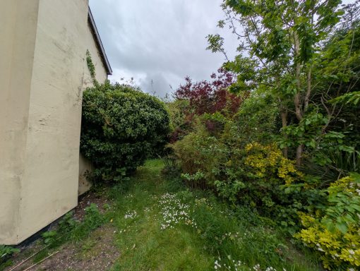 A tree completely overtaken by ivy before it was removed to ground level
