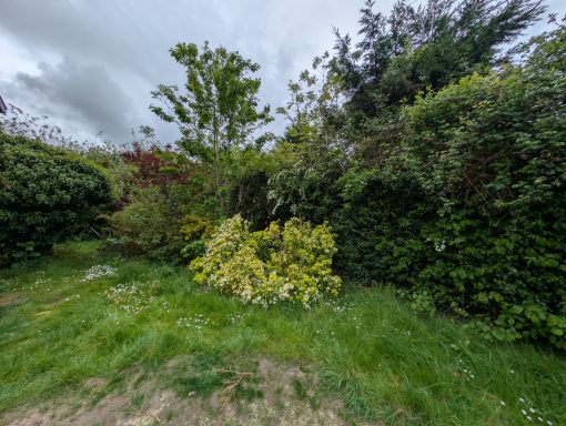Overgrown flowerbed before clearance
